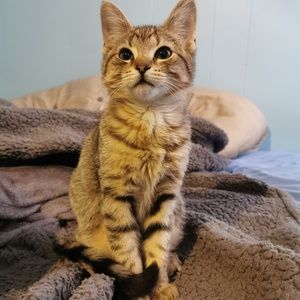 Meet your Posher, Sydney